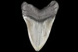 Fossil Megalodon Tooth - Georgia #109366-2